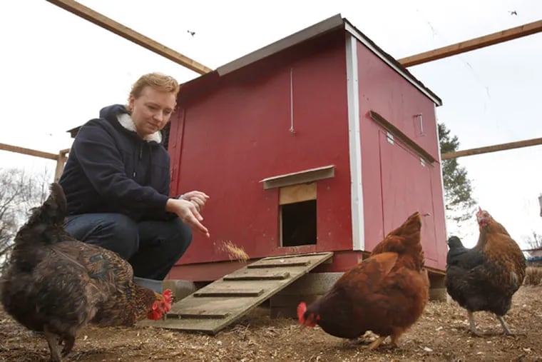 Natasha Kearns feeds her backyard hens at her West Brandywine Twp. Home. (Michael S. Wirtz / Staff Photographer)