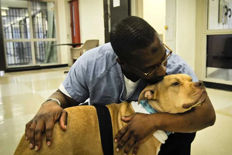 Inmate Joseph Davis asked for a challenging dog. He was given Mike, a feisty tan pit bull who had been returned to the Hunting Park shelter repeatedly for bad behavior, hyperactivity, and aggression over toys. (Ron Tarver / Staff Photographer)