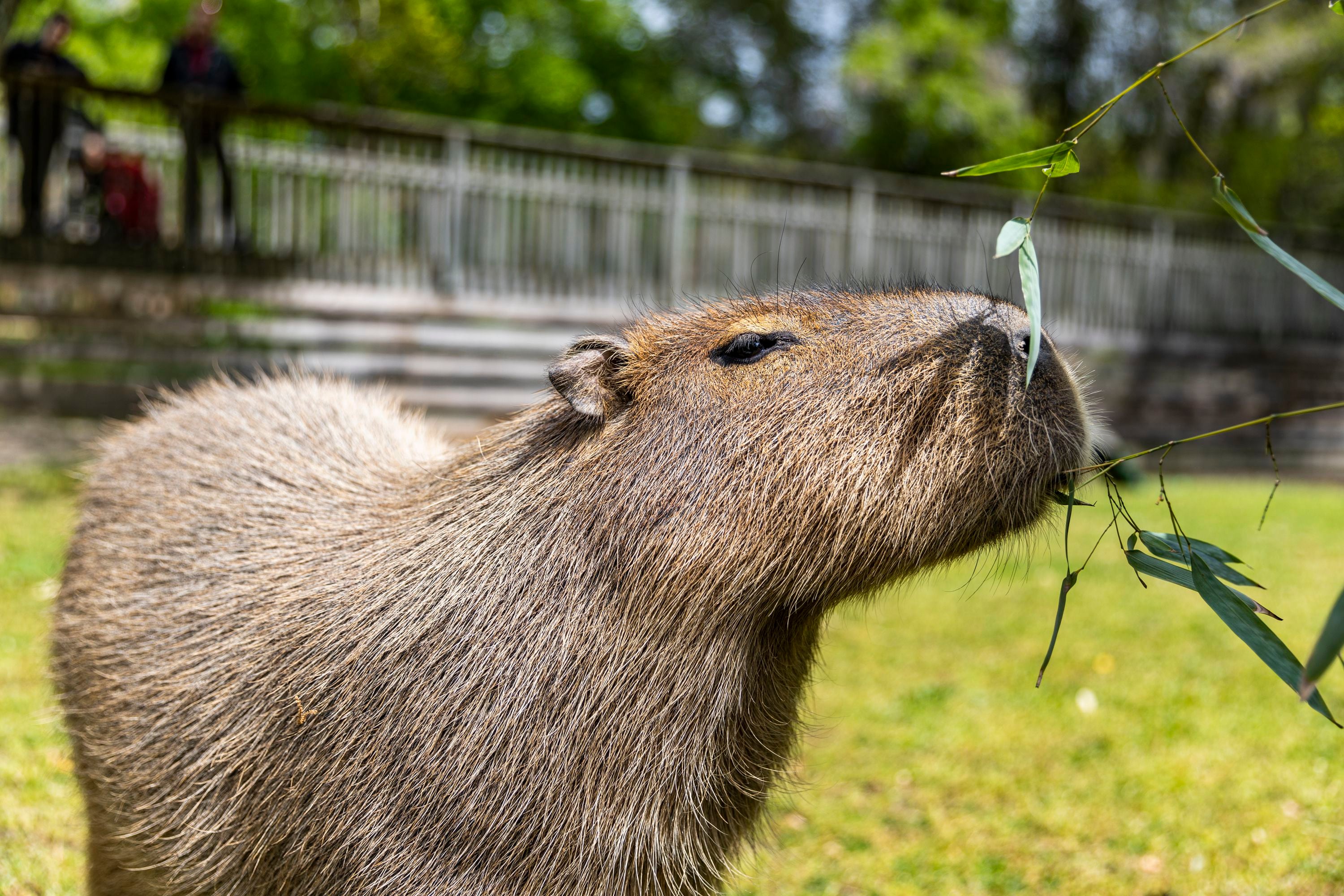 Meet the Capybaras at the Cape May Zoo