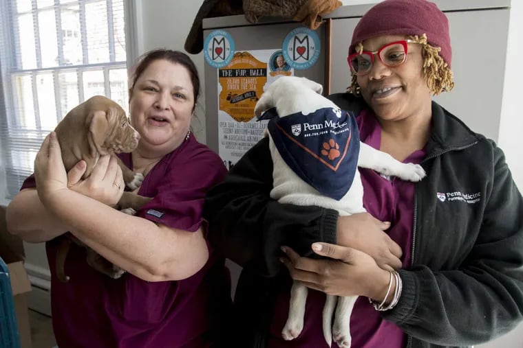 Pennsylvania Hospital crisis counselors Amy Kaltenmark (left) and Michele Gordon take a puppy stress break from their jobs March 22, 2017 as they hold Magenta (left) and Clementine, six-week-old puppies from the Morris Animal Refuge in South Philadelphia.