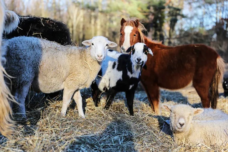 A few of Charis Matey&#039;s animals that are used in living Nativity scenes around the region. Matey owns the Peaceable Kingdom Petting Zoo in Perkasie, Pa.