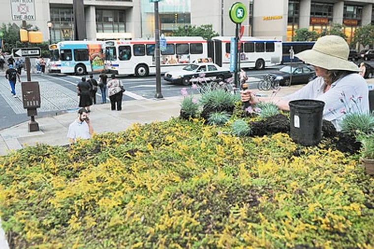 At 15th and Market Streets, Jane Winkel puts in plants atop the roof of a bus-stop shelter. Every little bit helps. Such green roofs absorb storm water, helping to cut pollution. (Sarah J. Glover  / Staff Photographer)