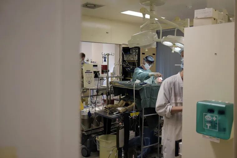 A surgical team at the Florey Institute of Neuroscience and Mental Health in Melbourne, Australia, attends to a sheep undergoing open heart surgery during a clinical trial to understand the risk of acute kidney injury related to anaesthetics during surgical operations. MUST CREDIT: Bloomberg photo by Carla Gottgens.