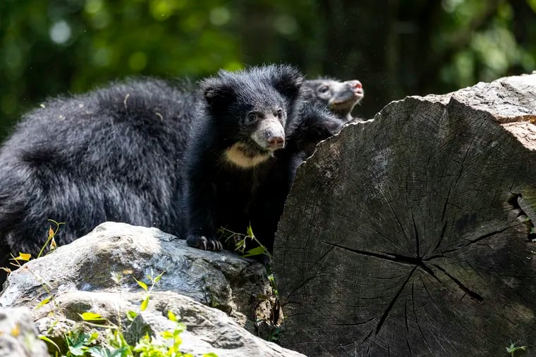 The 10-year-old mama sloth bear came out with her two baby cubs for their debut at the Philadelphia Zoo on Tuesday.