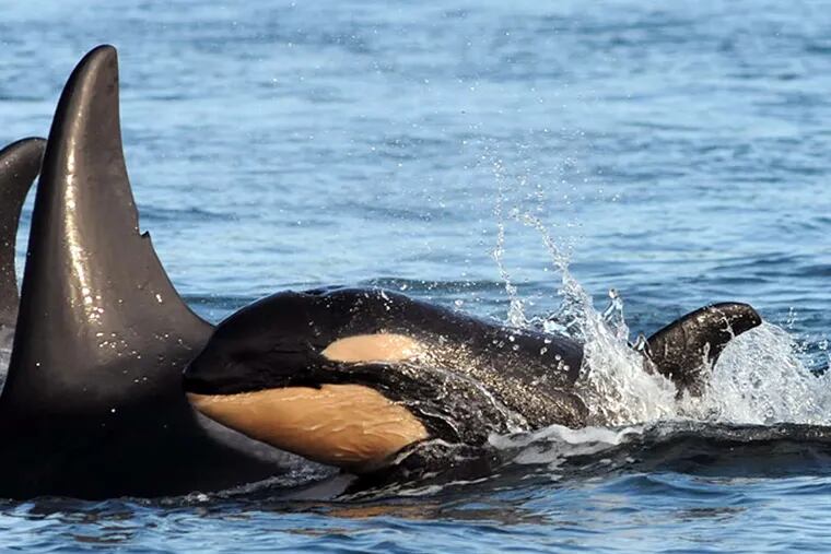 A baby orca swims alongside an adult, raising the Puget Sound population to 84.