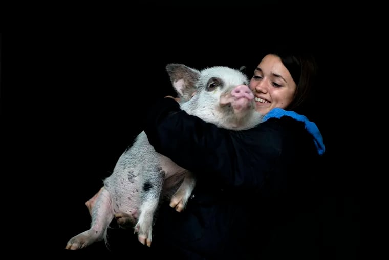 Luciana Benetti, 16, holds her pet pig Chanchi, given to her as a birthday present the previous year during the COVID-19 pandemic in Buenos Aires, Argentina, Saturday, Sept. 4, 2021. Without Chanchi, “I wouldn't be me,” said Benetti, who often sleeps alongside the 20-kilo (45-pound) Juliana pig that greets her with a squeal of delight when she arrives at her house. (AP Photo/Natacha Pisarenko)