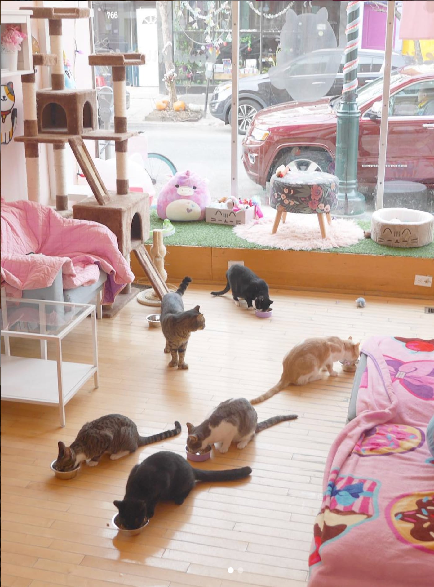 What’s a cat cafe to do during the coronavirus pandemic? Here’s how