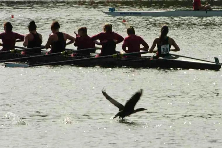 The Union College women's open club eights stroke their way to the finish line at the Head of the Schuylkill Regatta.
