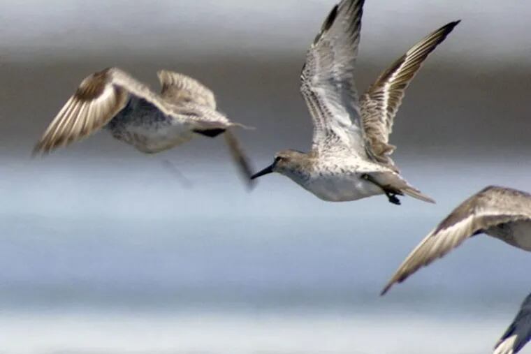 A group of red knots take flight after foraging during low tide in Bahia Lomas, Chile.