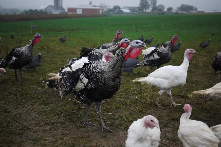There are plenty of places to find fresh turkeys for Thanksgiving this year.