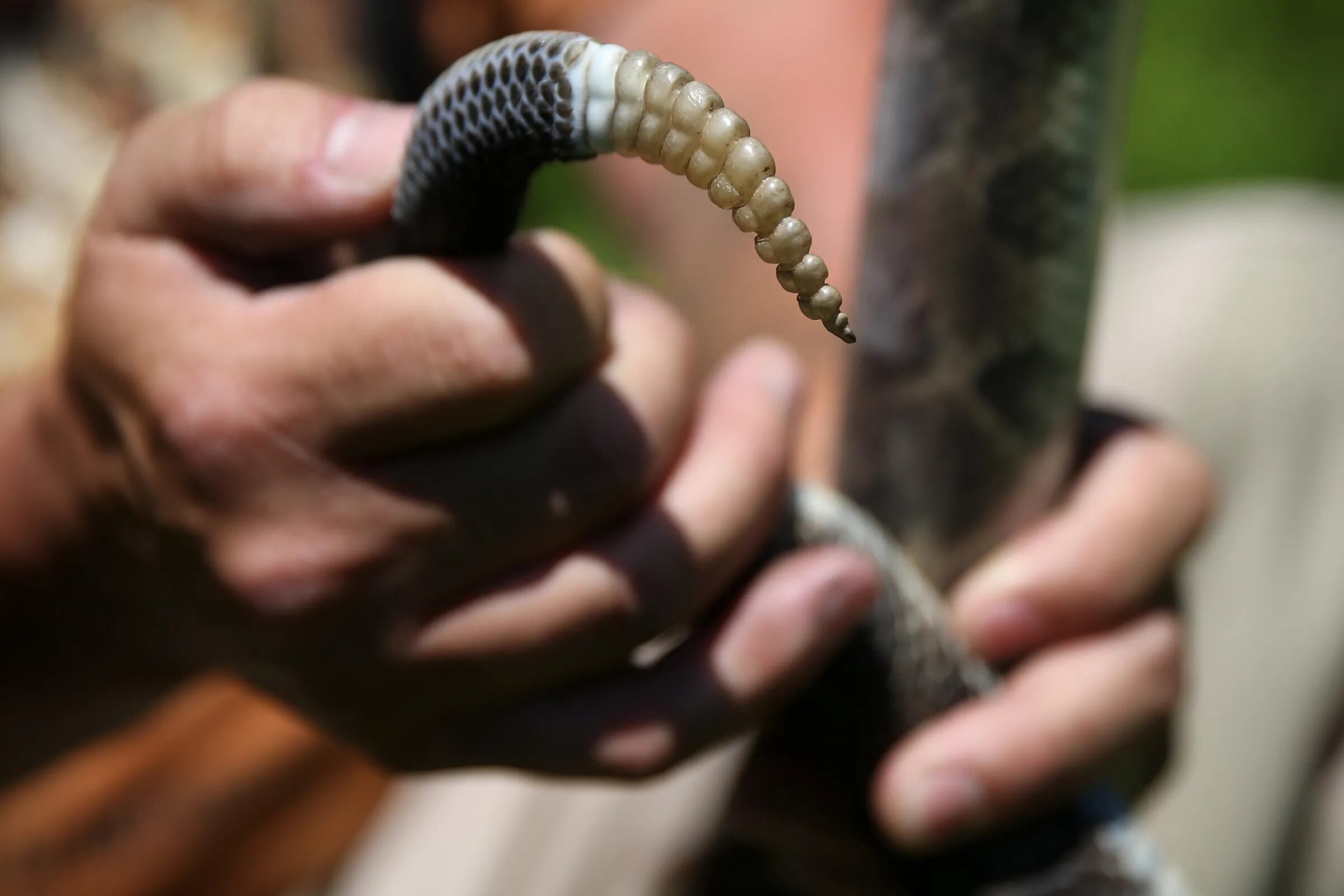 A Rare Two-Headed Snake Is Back on Exhibit at a Texas Zoo, Smart News