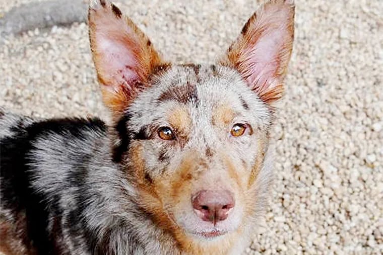 The Daily News Pet of the Week is Reds, a 1-to-2-year-old Australian cattle dog/German shepherd mix at the Philadelphia Animal Welfare Society.