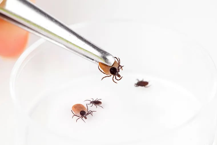 Pennsylvania has the most cases of Lyme disease in the U.S., according to Quest Diagnostics. Lyme disease is a tick-borne illness.