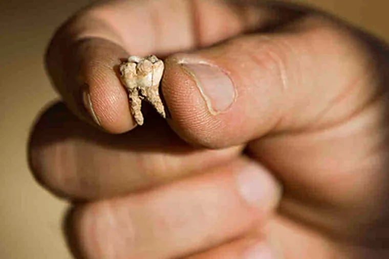 An Israeli team says teeth found in a cave are 400,000 years old, twice as old as the oldest known Homo sapiens remains. (Oded Balilty/Associated Press)