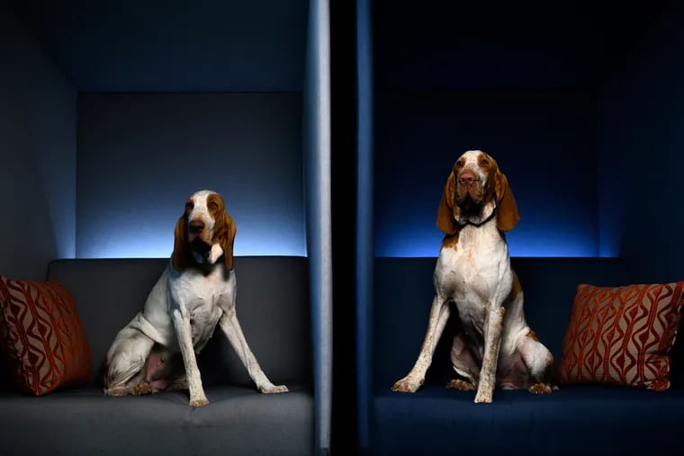 Bracchi Italiani Daisy (left) and Jasper sit for a portrait following a news conference for the National Dog Show Monday. The bracco Italiano is one of three new breeds added to the show this year.