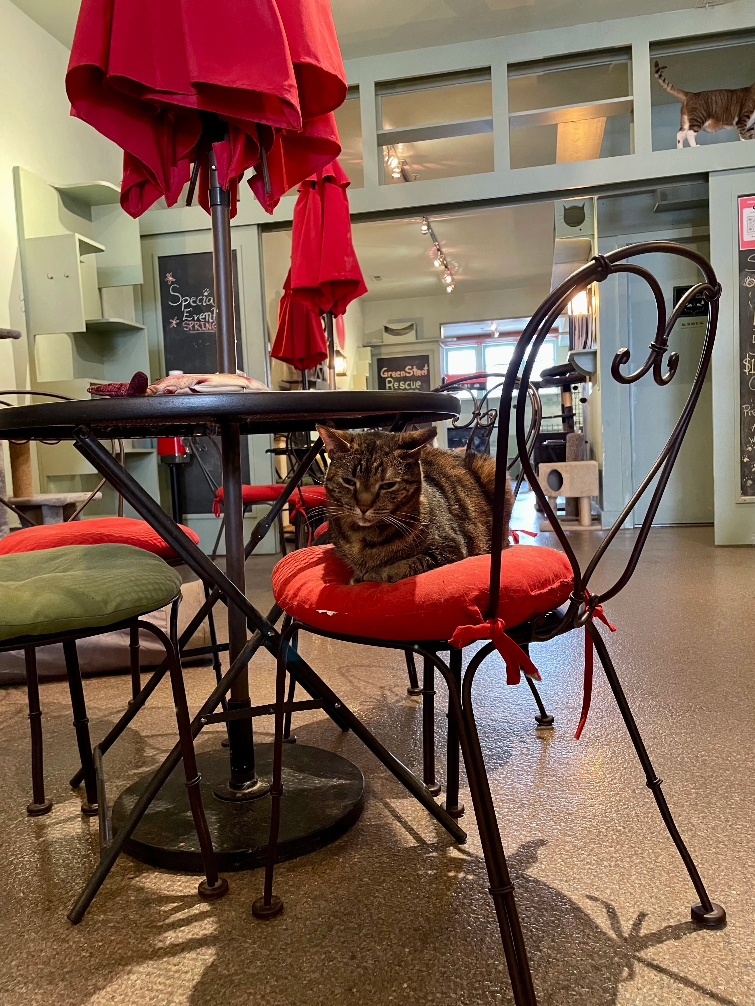 Visit this cat cafe on West Girard Avenue.