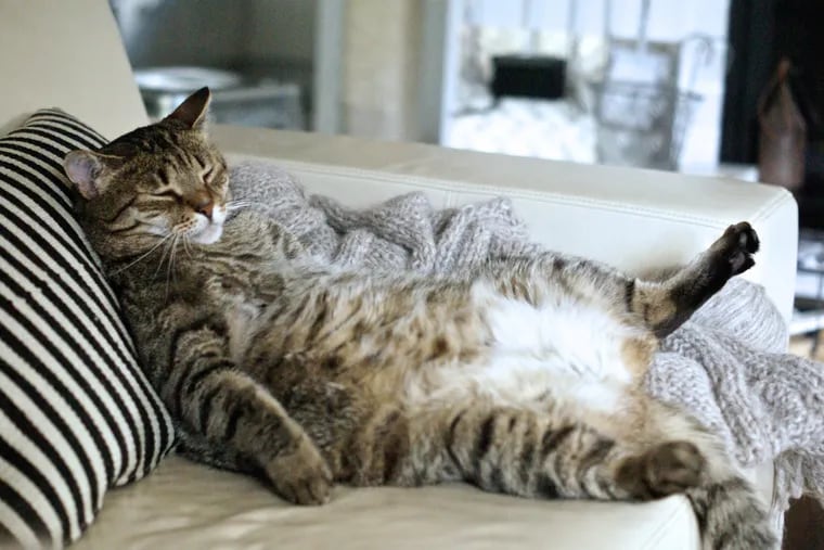 Little bit overweight tabby cat know how to relax, nice pose on the back showing big belly
