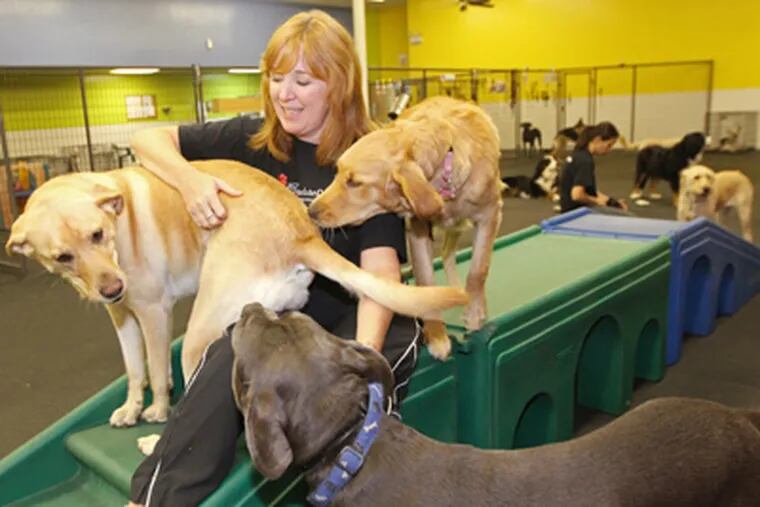 Amy Parsons enjoys a moment in the large-dog run at Canine Creature Comforts, the business she started as a second career in Malvern. (Michael Bryant / Staff Photographer)