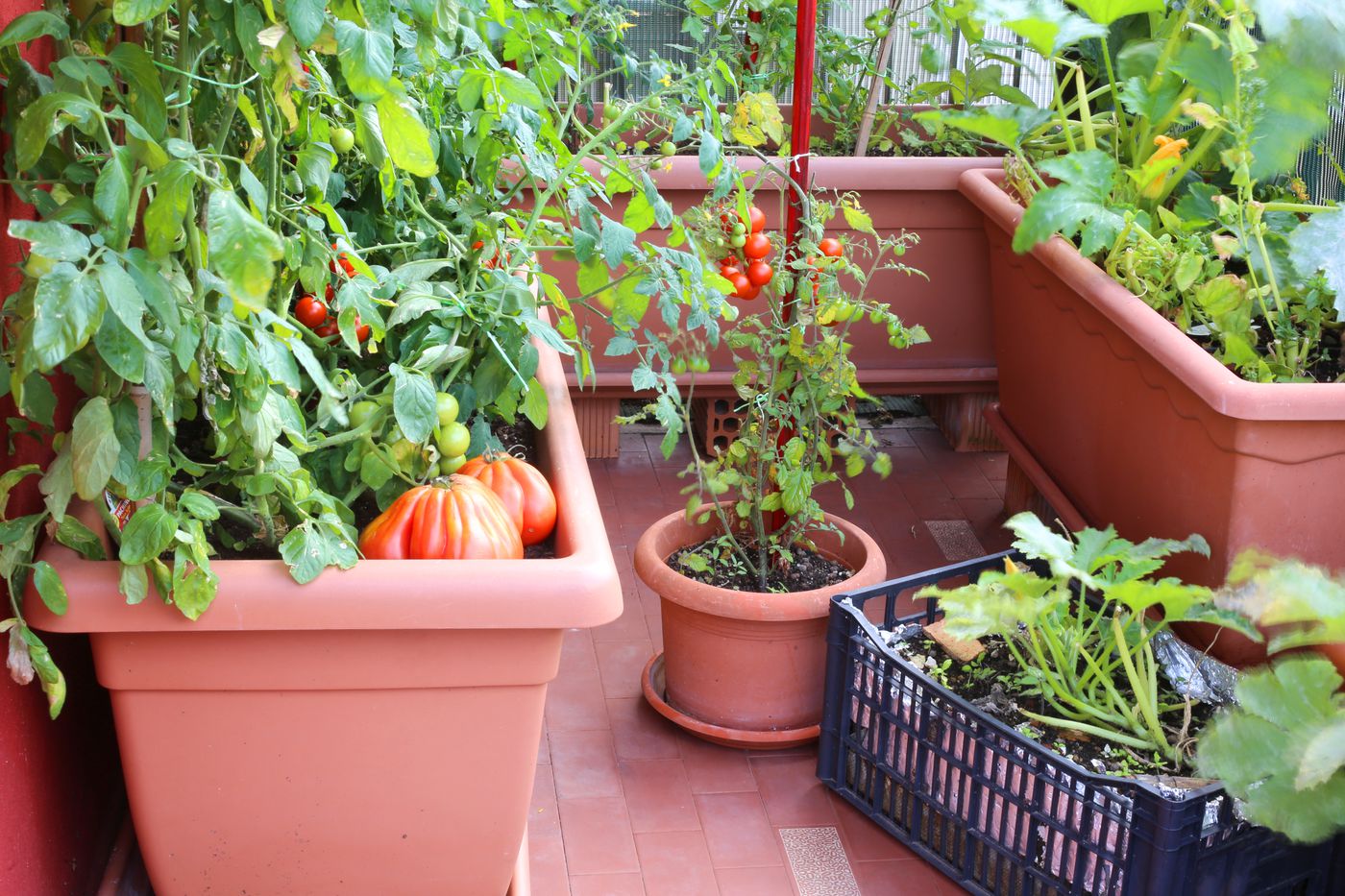 If you don't have a garden, you can still plant vegetables right now.