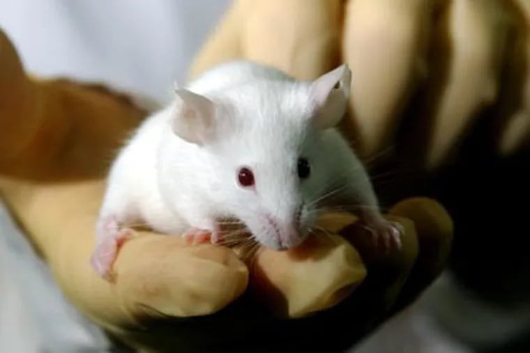 When a researcher injected mice with a component of several promising malaria vaccines, he got a disquieting result: The malaria parasites spread through the immunized mice and evolved to become more virulent. Unvaccinated mice infected with these super-parasites got much sicker than those infected with ordinary malaria. (AP Photo/ Natacha Pisarenko)