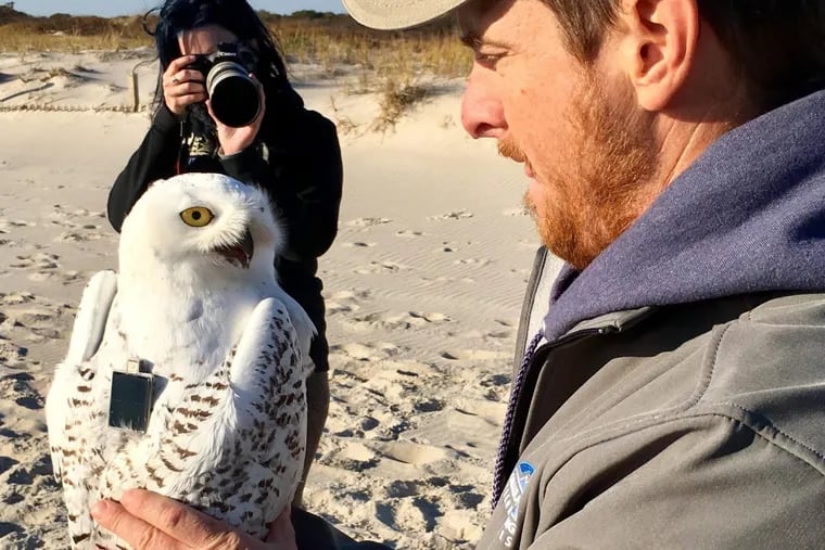 Up to 10 snowy owls have been spotted this fall in New Jersey, where most years there are one or zero. The bird is held by Mike Lanzone, president and CEO of Cellular Tracking Technologies, which made the transmitter to track the bird’s flight.