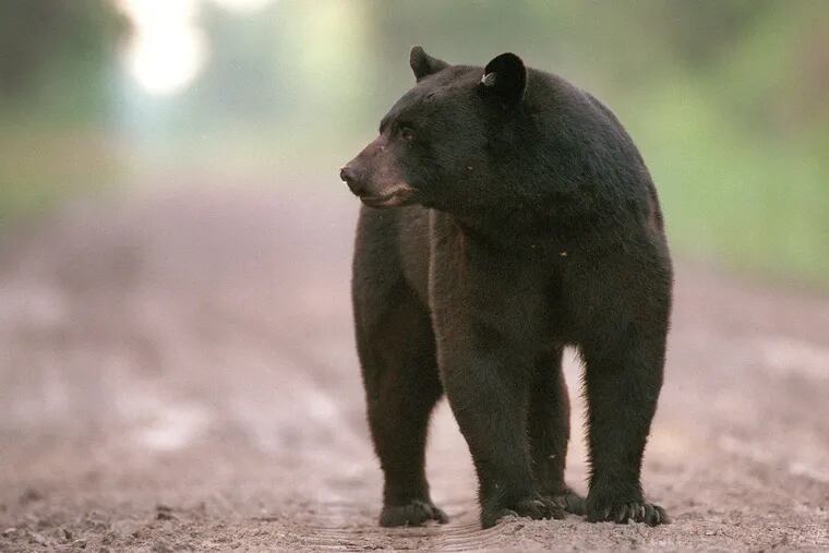 A black bear walks along a dirt road in the late afternoon.