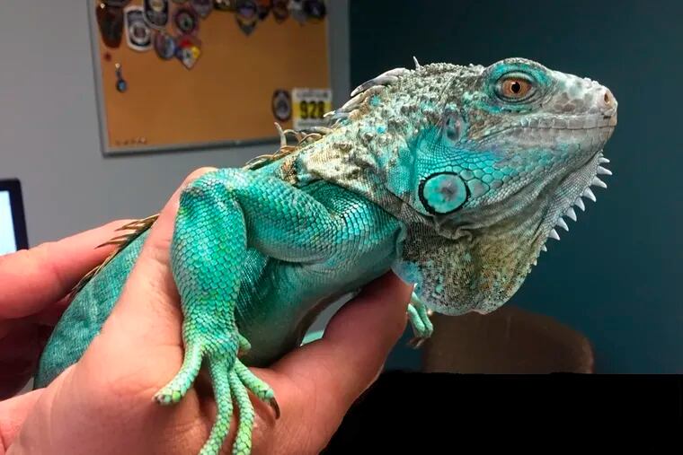 This photo provided by Painesville police shows an officer holding an iguana at the police station on Tuesday, April 16, 2019 in Painesville, Ohio.  Police say an unruly customer at a restaurant pulled the iguana from under his shirt, swung it around and threw it at the manager. (Painesville Police Department via AP)