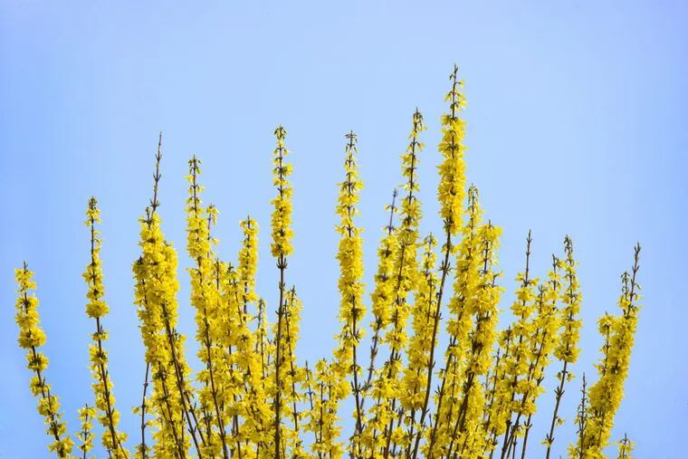 It’s time to prune the forsythia.