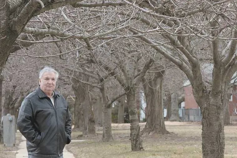 In Cherry Hill, NJ, Joe Zanghi fights to have some unsightly trees removed from Chapel Avenue so he can finish the long strip of cherry trees that are there now. Here, Joe with the cherry trees on March 1, 2013.  ( APRIL SAUL / Staff Photographer )