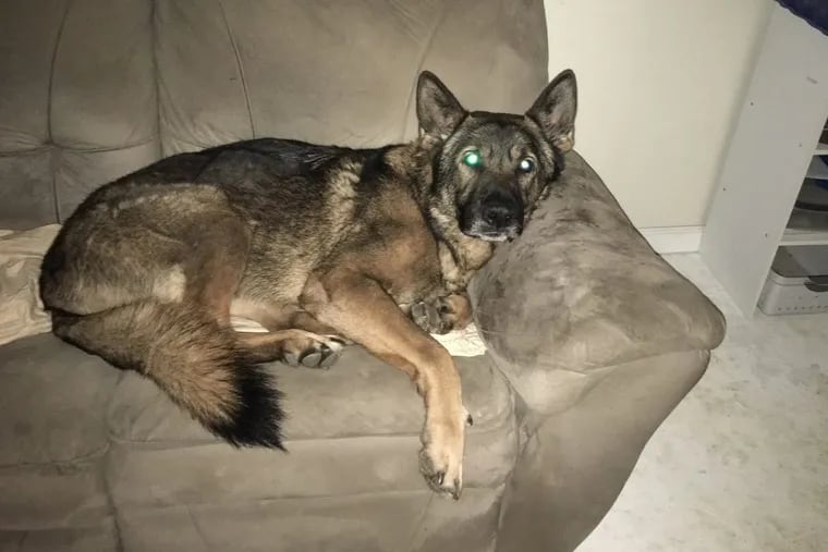 K9 Abal had full run of Officer Galanti’s house, including permission to hang out on the sofa