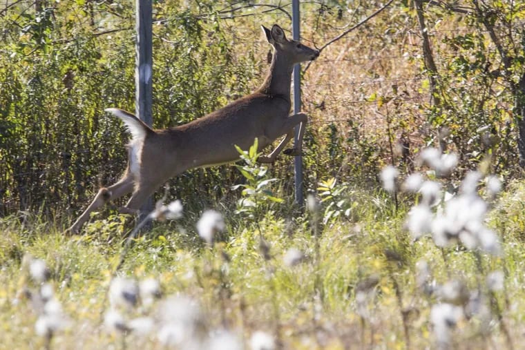 A whitetail deer running in Landisburg, Perry County, PA. CHARLES FOX / Staff Photographer