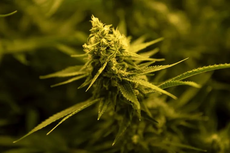 Marijuana flower grows in Illinois.
