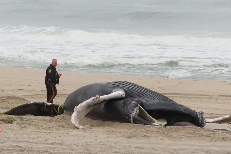 A police officer photographs a dead whale on the beach in Seaside Park, N.J., on March 2. A Stockton University poll cited potential harm to sea life and obstructed ocean views as common reasons for opposition to wind turbines.