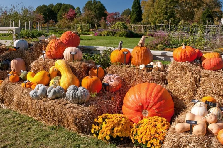 The Pumpkin Playground at Longwood Gardens, which also has non-pumpkin options.