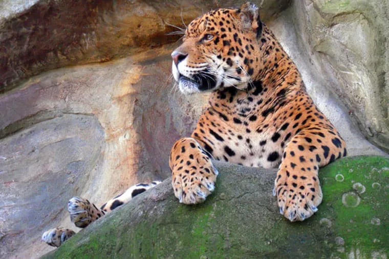 The Elmwood Park Zoo announced the passing of Anasazi, a 19-year-old male jaguar. (Handout)