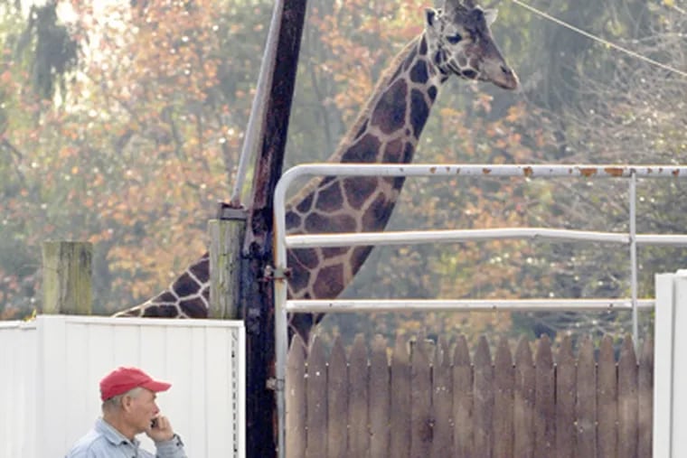 Burton Sipp, an owner of the Animal Kingdom Zoo in Burlington County, surveys the scene after a fire that killed two giraffes and at least 15 parrots. (Tom Gralish / Staff Photographer)