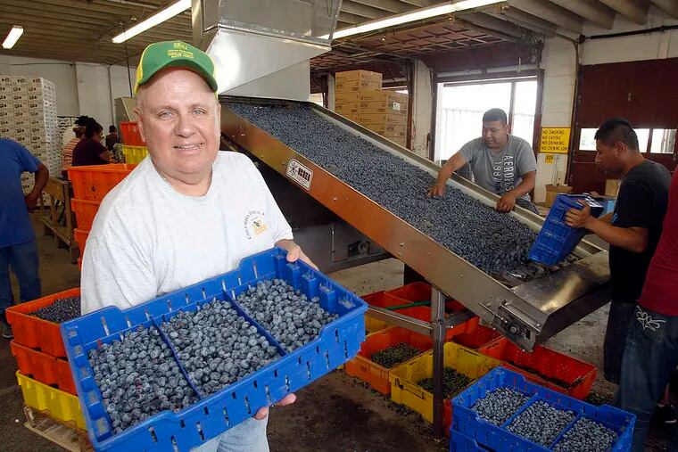 Anthony &quot;Butch&quot; DiMeo Jr. shows off fresh blueberries from his 400-acre Columbia Fruit Farms in Hammonton as workers ready the newly harvested fruit. &quot;We have a nice crop,&quot; he said.
