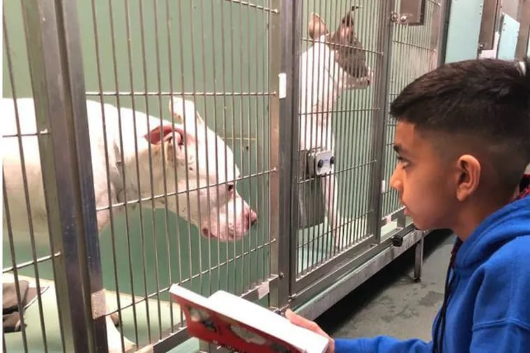 Evan Bisnauth reads to dogs at the Manhattan location of Animal Care Centers of NYC in February 2020.