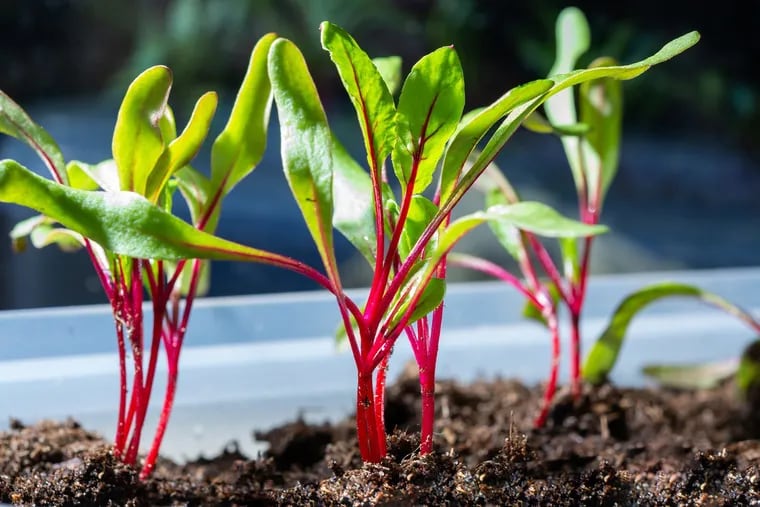 Young sprouts of red beetroot vegetable plant grow in a garden. (Dreamstime/TNS)