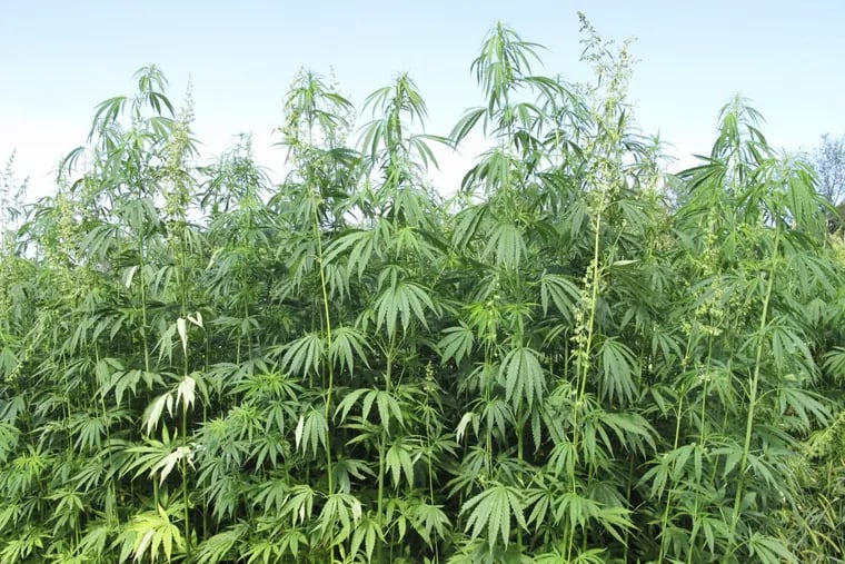 FILE -Hemp plants tower above researchers who tend to them at a research farm in Lexington, Ky. Senate Majority Leader Mitch McConnell said Monday, March 26, 2018, he wants to bring hemp production back into the mainstream by removing it from the controlled substances list that now associates it with marijuana, its illicit cousin.