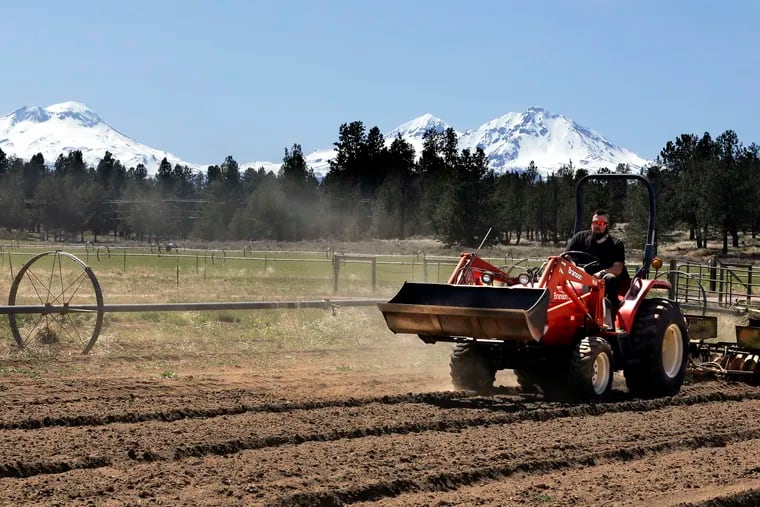 FILE - In this April 23, 2018 file photo, Trevor Eubanks, plant manager for Big Top Farms, readies a field for another hemp crop near Sisters, Ore.  Hemp is about to get the federal legalization that marijuana, its cannabis cousin, craves. That unshackling at the national level sets the stage for greater expansion in an industry seeing explosive growth through demand for CBDs, the non-psychoactive compound in hemp that many see as a way to better health. (AP Photo/Don Ryan, File)