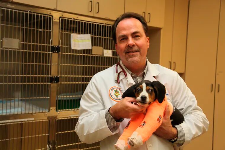 In this Jan. 23, 2019, photo provided by Oklahoma State University, Erik Clary holds a puppy named Milo in Stillwater, Okla. Milo, born with his front paws facing up instead of down and unable to walk, is recovering after surgery at Oklahoma State University's Center for Veterinary Health Sciences. (Derinda Blakeney/Oklahoma State University via AP)