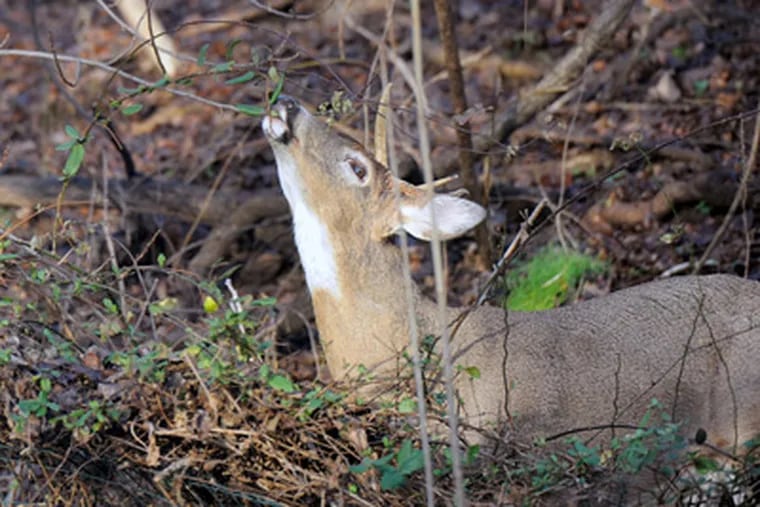 The woodlands are under attack from insects, disease, invasive plant species, fires, and herds of deer feeding on new growth. (Sharon Gekoski-Kimmel / Staff Photographer)