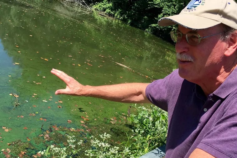 Rutgers Cooperative Extension agent Mike Haberland, who has been monitoring the presence of cyanobacteria in Haddonfield's Hopkins Pond since 2010, points out the extent of this year's "bloom."