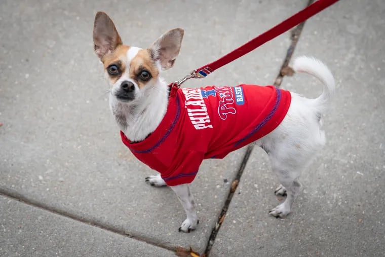 A dog named Summer displays a Philly allegiance.