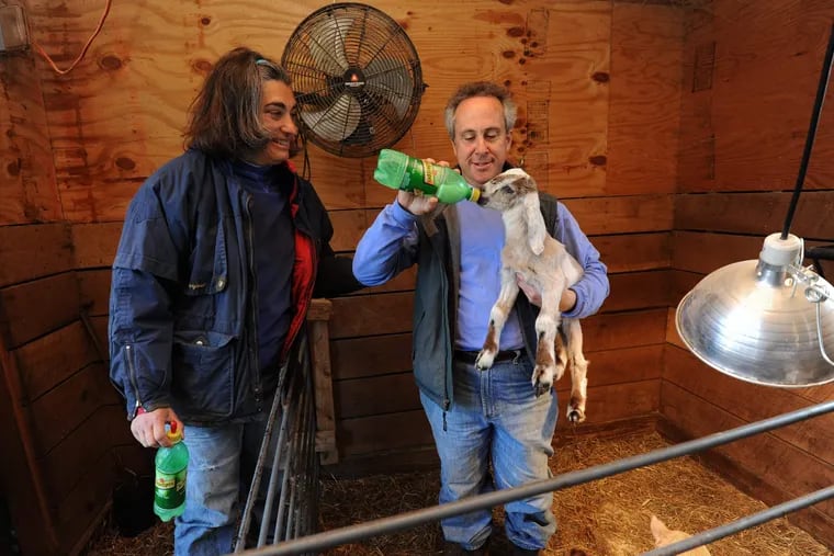 At Yellow Springs Farm, Catherine Renzi watches husband Al Renzi feed a young goat. APRIL SAUL / Staff Photographer