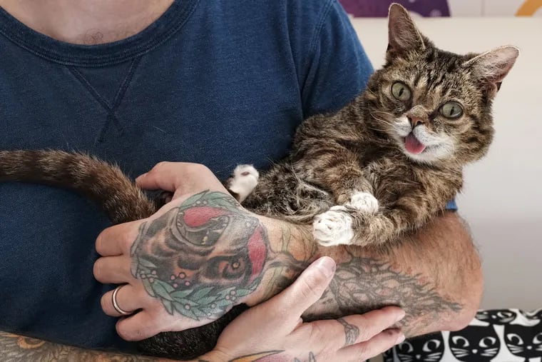 In this Saturday, Aug. 12, 2017 photo Lil Bub waits in the arms of Mike Bridavsky to meet and greet fans during CatCon 2017 in Pasadena, Calif. (AP Photo/Richard Vogel)