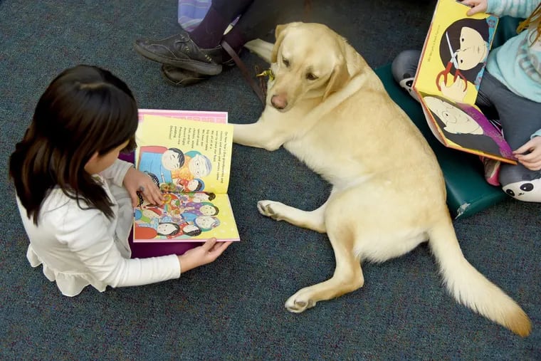 Tea Lafond, 5, reads to Sadie, a Labrador retriever, as the Elkins Park Library welcomes the Lunar New Year – the Year of the Dog.