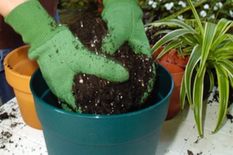 Fill the new container partially with fresh soil.