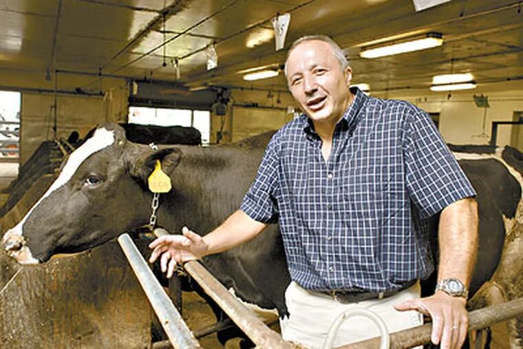 Dr. Alex Hristov, Associate Professor of Dairy Nutrition, in one of the dairy barns at Penn State University, (Ed Hille / Staff Photographer)